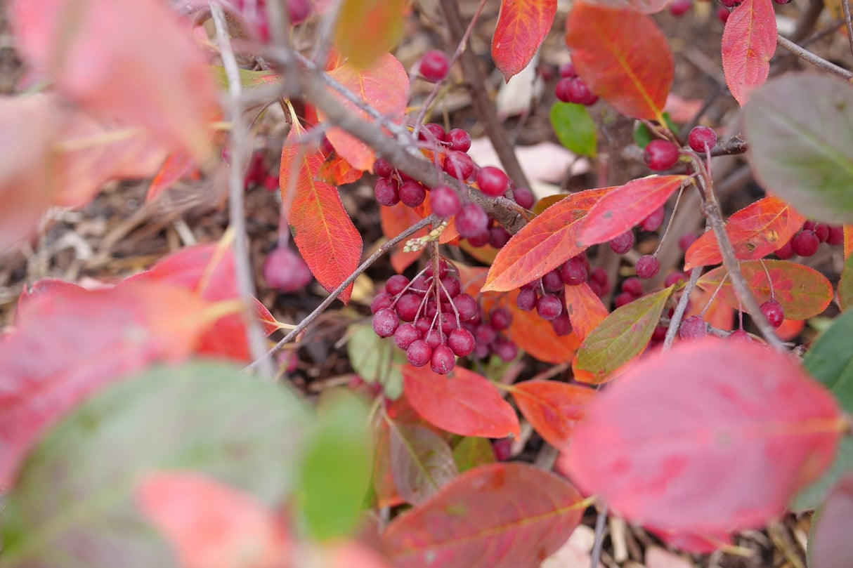 Berry Scape® Red Aronia (Aronia arbutifolia 'UCONNAA001') shrub detail, image 6 of 8.