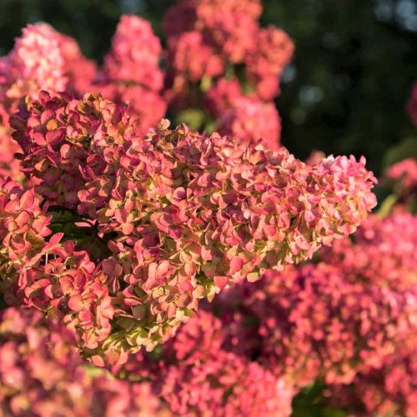 First Editions® Berry White® Panicle Hydrangea