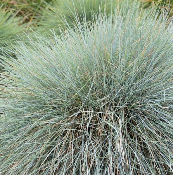 Beyond Blue™ Festuca