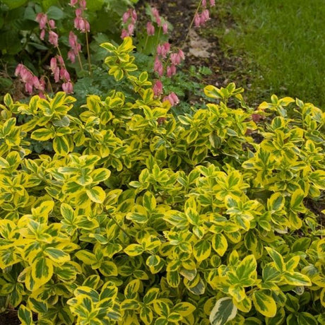 Gold Splash® Euonymus