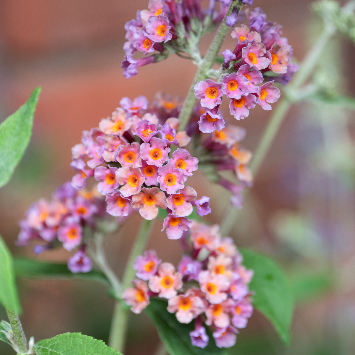 Bicolor Butterfly Bush clusters of small pink and orange blooms along arching stems in summer.