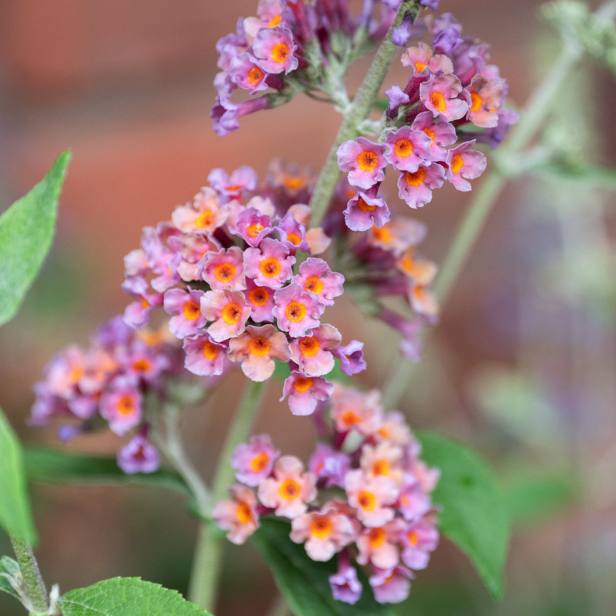 Bicolor Butterfly Bush clusters of small pink and orange blooms along arching stems in summer.