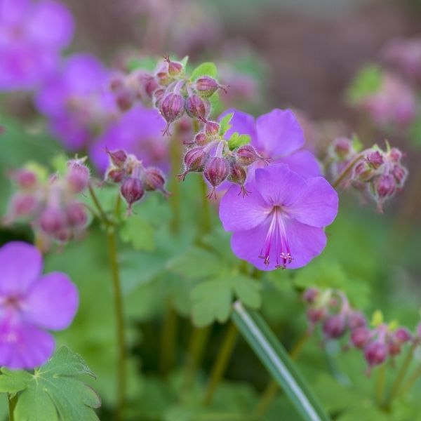 Karmina Cranesbill Geranium (Geranium x cantabrigiense 'Karmina'), a perennial featuring pink flowers and perennial.