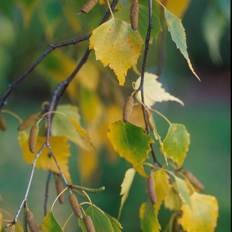 Close-up of yellow, green betula flowers on Whitespire Birch Tree blooming in late spring.