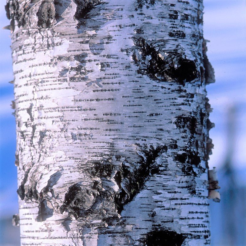 Whitespire Birch Tree (Betula populifolia 'Whitespire') growing in a garden landscape, showing mature tree form.