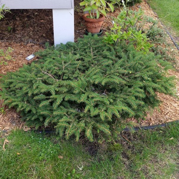 Bird's Nest Spruce (Picea abies 'Nidiformis'), a shrub featuring evergreen and dense, rounded form.