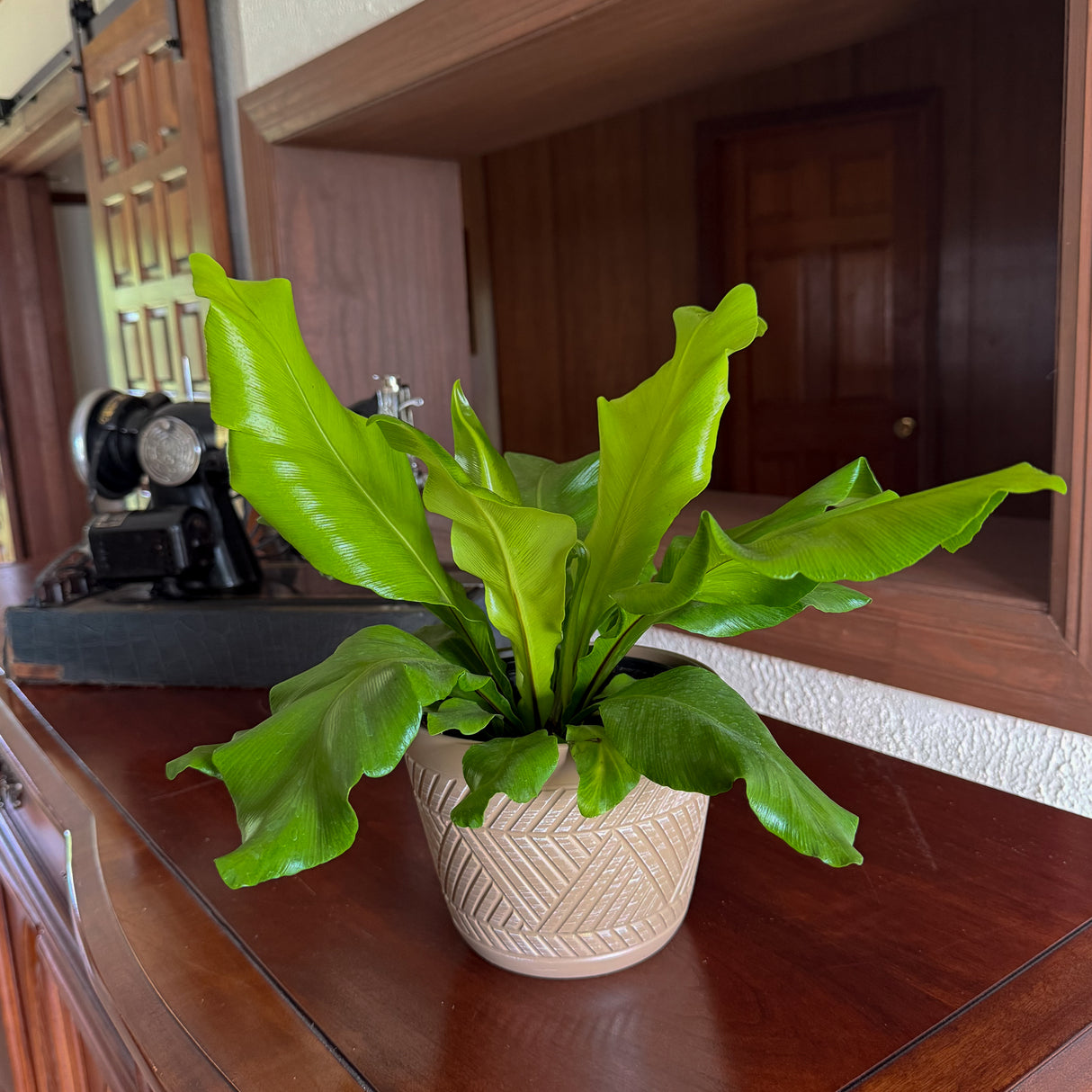 Asplenium Nidus Bird's Nest Fern in a 6 inch pot, view 2
