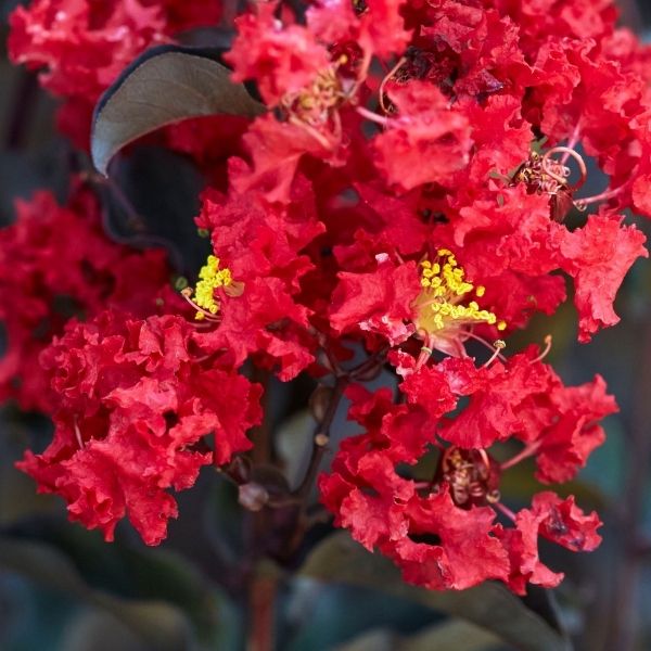Black Diamond® Crimson Red™ Crape Myrtle