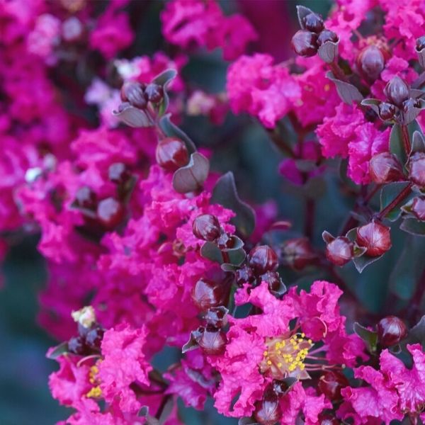 Black Diamond® Mystic Magenta™ Crape Myrtle Shrub
