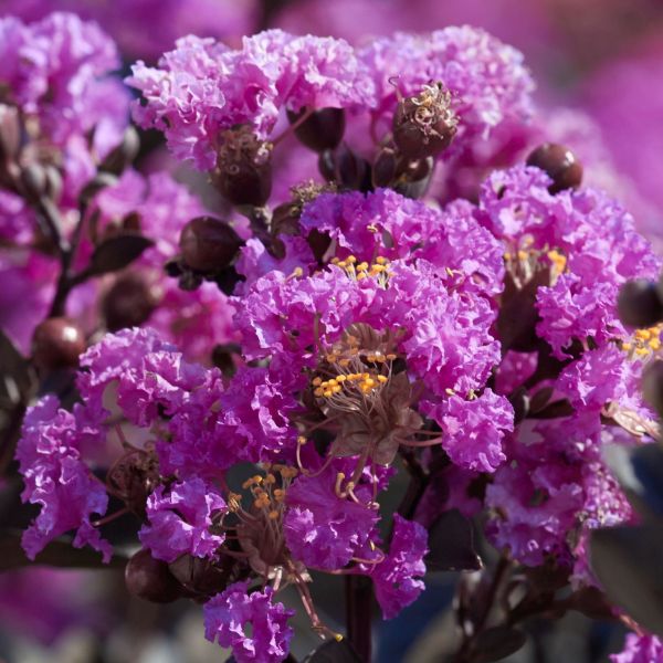 Black Diamond® Purely Purple™ Crape Myrtle