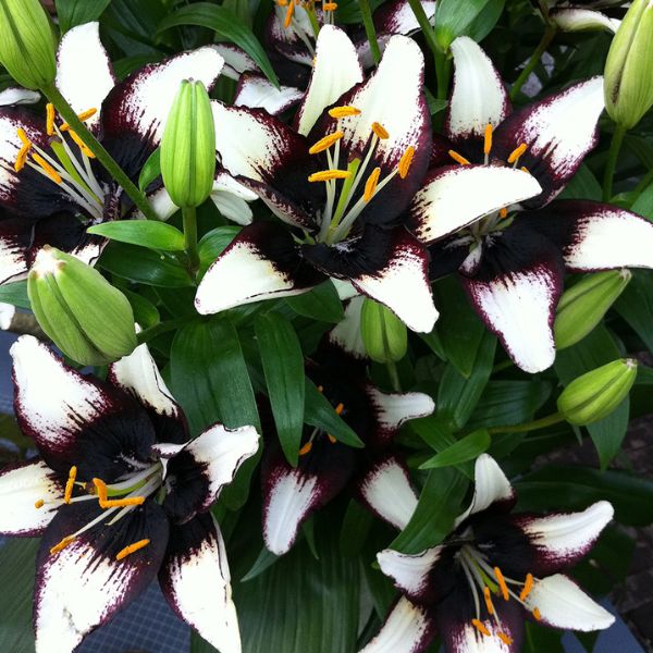 Black Eye Asiatic Lily - Perennial - Nature Hills Nursery -