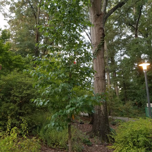 Deciduous foliage of Black Gum Tree (Nyssa sylvatica) in a garden setting.