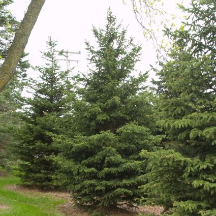 Black Hills Spruce Tree (Picea glauca 'Densata' var. densata), a tree featuring evergreen and dense, pyramidal form.