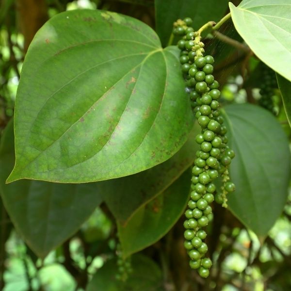 Black Pepper Vine - Nature Hills Nursery - #1 Container 2 - 3 Feet -