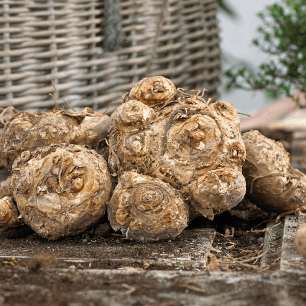 Black Star Calla Lily Bulbs