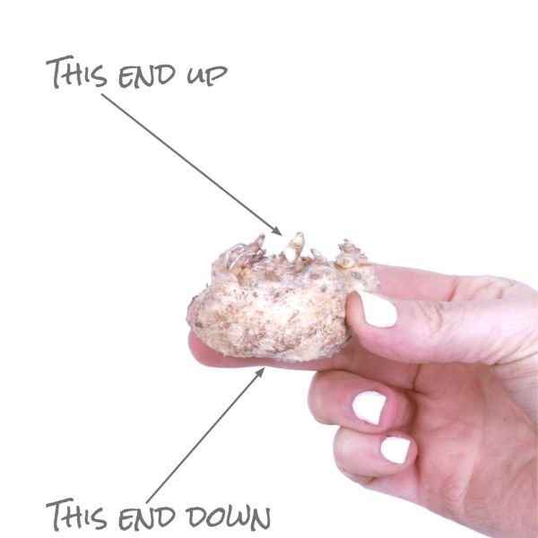 Black Star Calla Lily Which way is up?