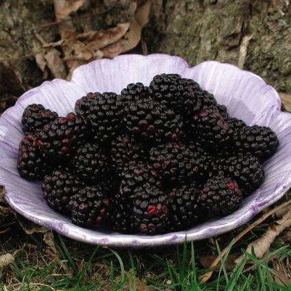 Chester Thornless Blackberry Bush (Rubus 'Chester Thornless'), a shrub featuring pink, white flowers and deciduous.