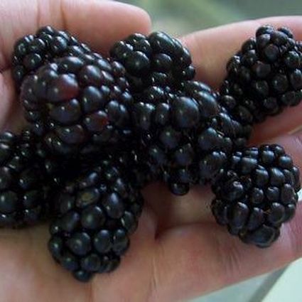 Close-up of white rubus flowers on Triple Crown Thornless Blackberry Bush blooming in late spring to early summer.