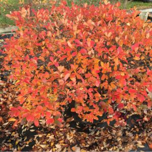 Low Scape Mound® Chokeberry