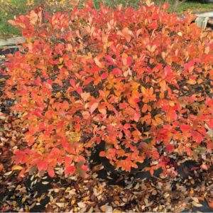 Low Scape Mound® Chokeberry