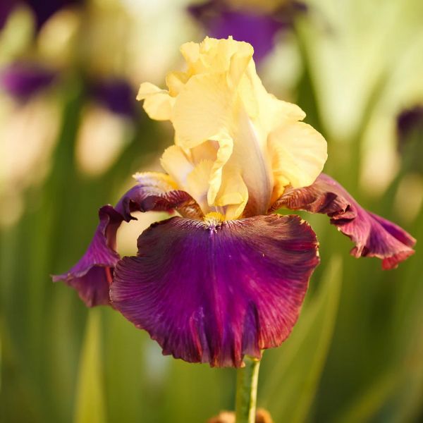 Blatant Tall Bearded Iris Bloom