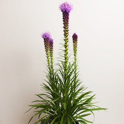 Close-up of purple liatris flowers on Blazing Star Kobold Gayfeather blooming in early summer to late summer.