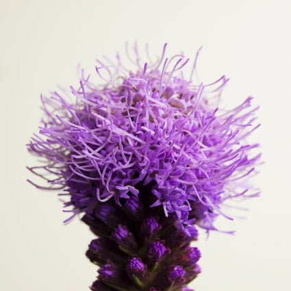 Perennial foliage of Blazing Star Kobold Gayfeather (Liatris spicata 'Kobold') in a garden setting.