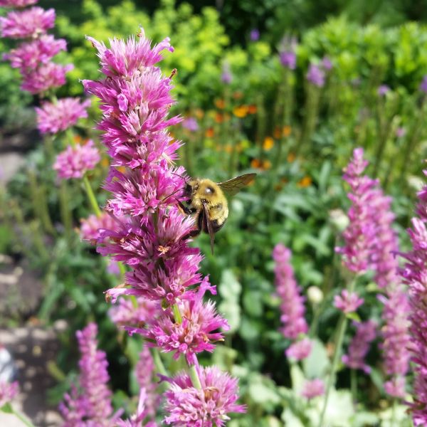 Blazing Star Kobold Gayfeather (Liatris spicata 'Kobold'), a perennial featuring purple flowers and perennial.