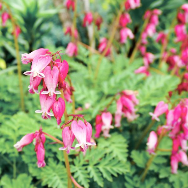 Luxuriant Bleeding Heart