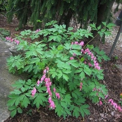 Old Fashioned Bleeding Heart (Dicentra spectabilis) growing in a garden landscape, showing mature perennial form.