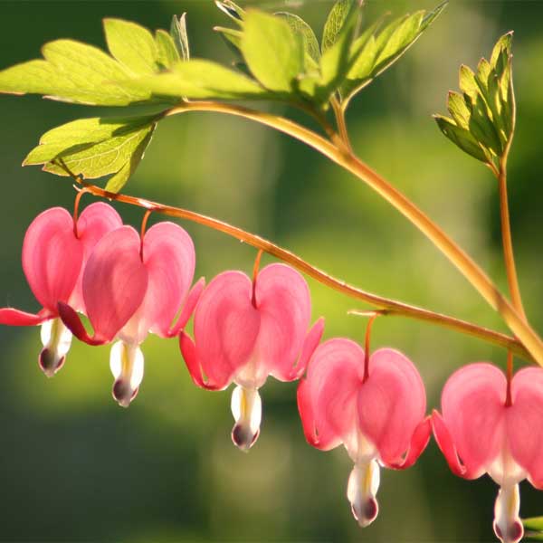 Old Fashioned Bleeding Heart (Dicentra spectabilis), a perennial featuring pink, white flowers and perennial.
