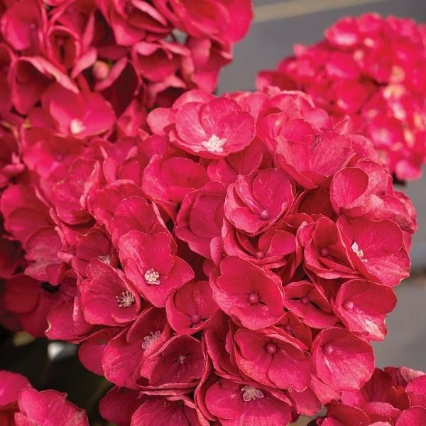 Bloomables® Akadama® Bigleaf Hydrangea - Nature Hills Nursery - #2 Container -