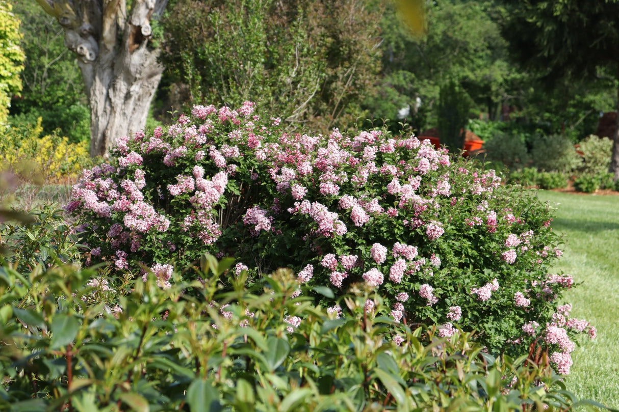 Bloomerang Ballet Lilac shrub, side view