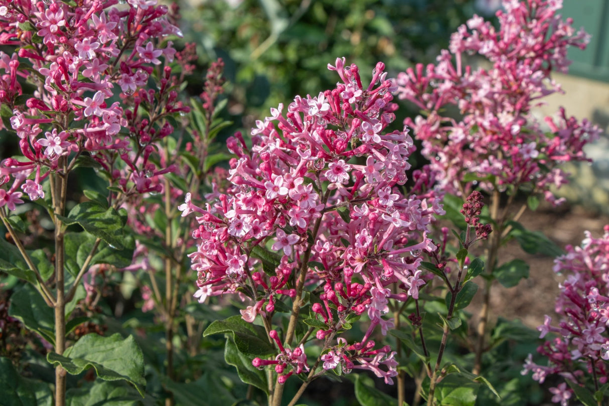 Bloomerang Ballet Lilac shrub, foliage detail