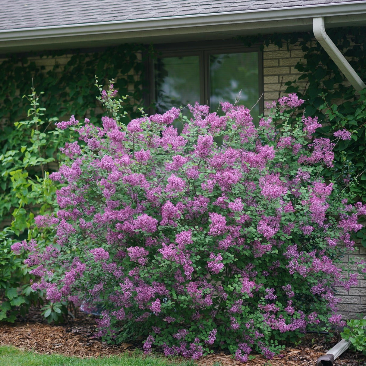 Purple flowering lavender bush in front of a house with greenery