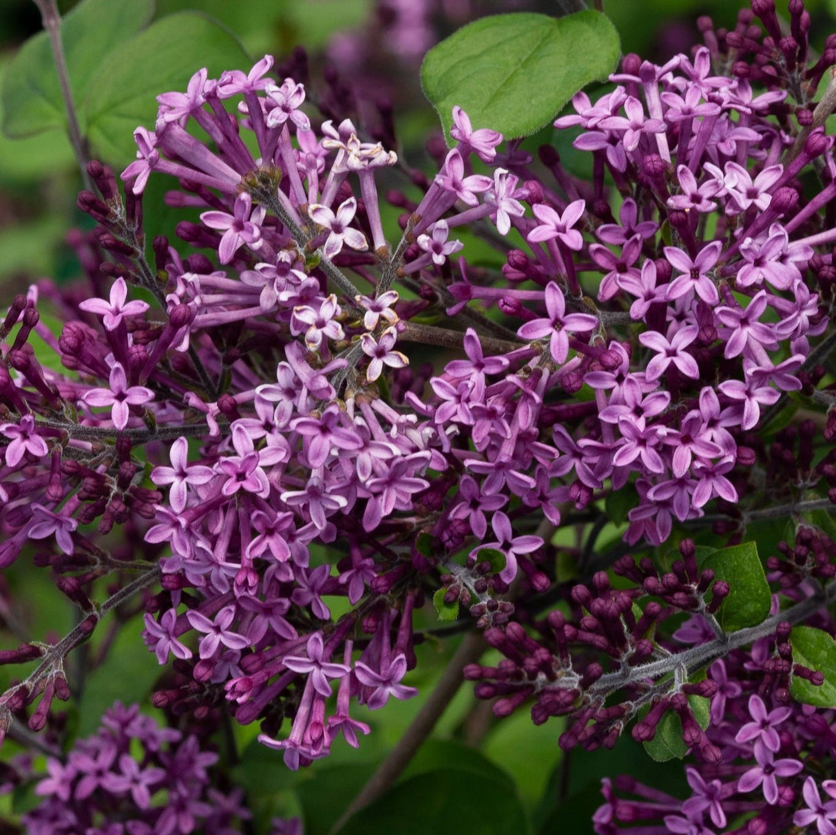 Close up of bloomerang dark purple lavender flower