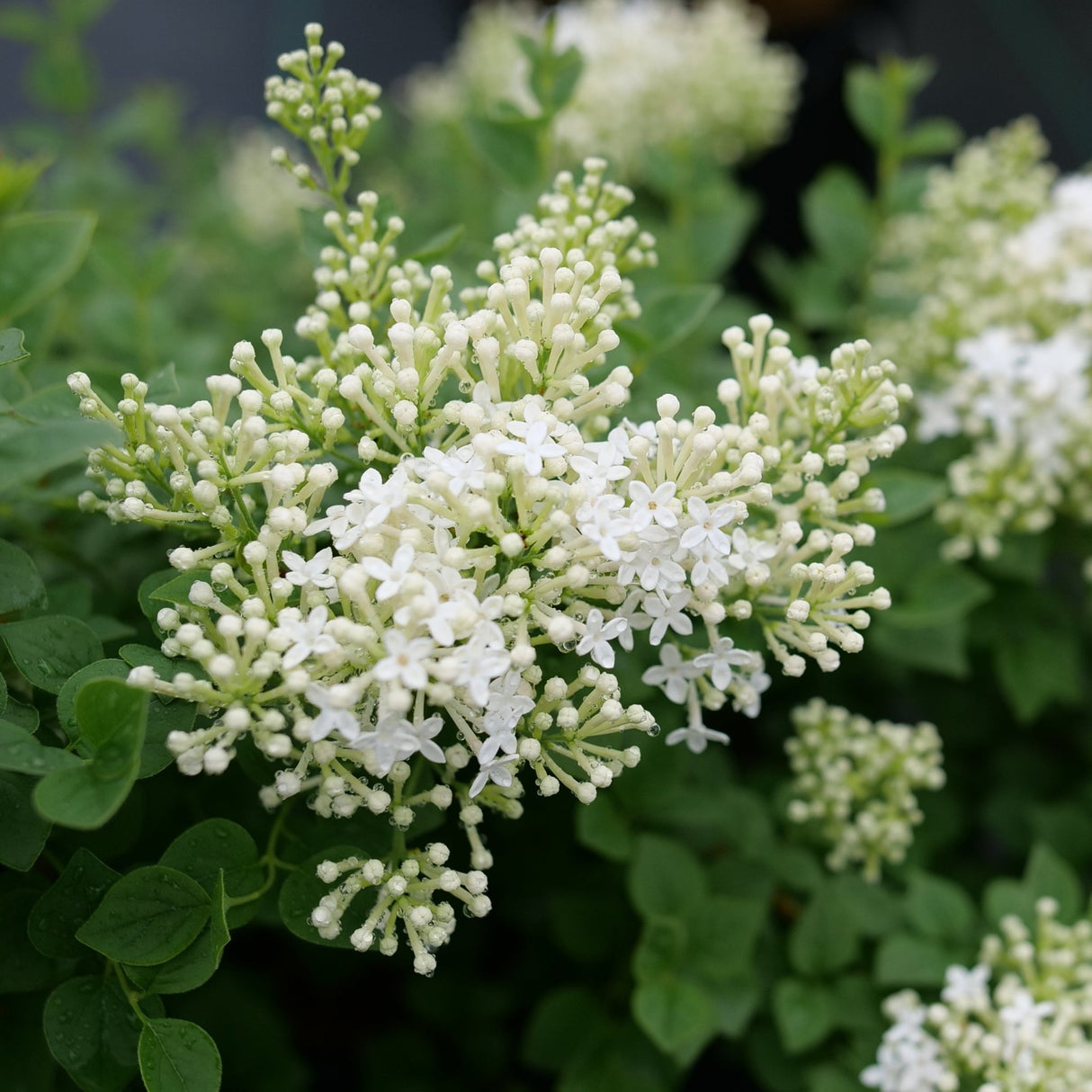 Bloomerang Showmound Lilac shrub, front view