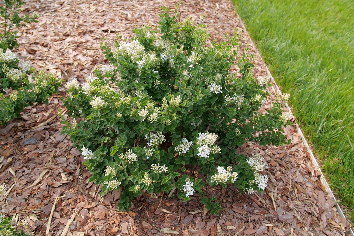 Bloomerang Showmound Lilac shrub, side view