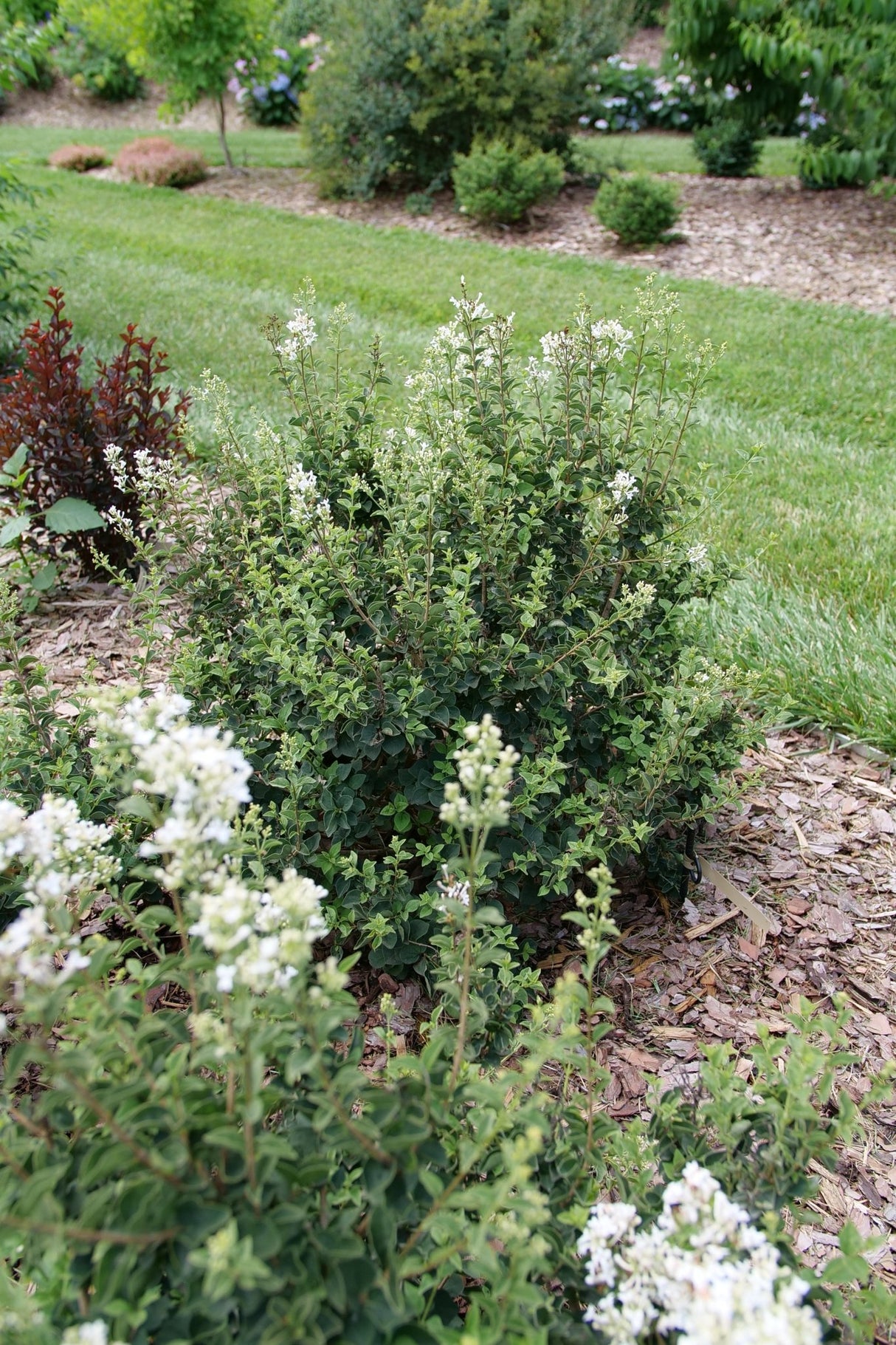 Bloomerang Showmound Lilac shrub, detail view