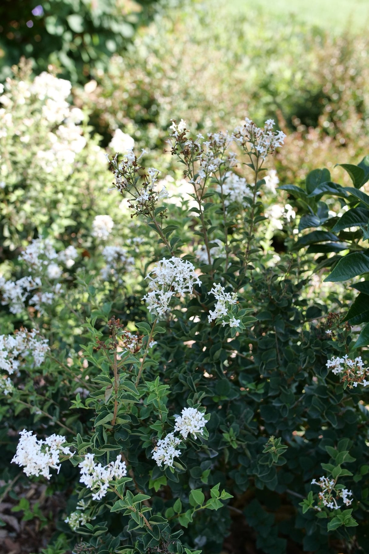 Bloomerang Showmound Lilac shrub, lifestyle view