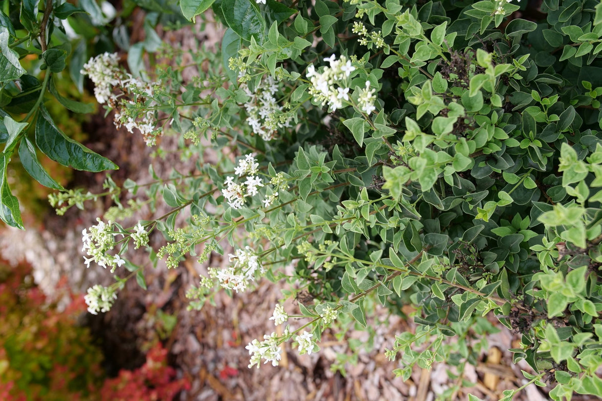 Bloomerang Showmound Lilac shrub, close-up