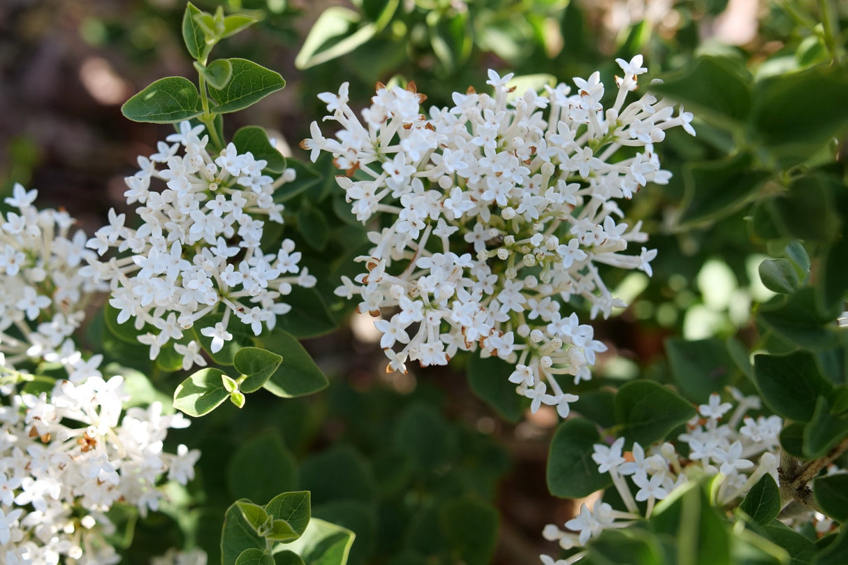 Bloomerang Showmound Lilac shrub, garden view