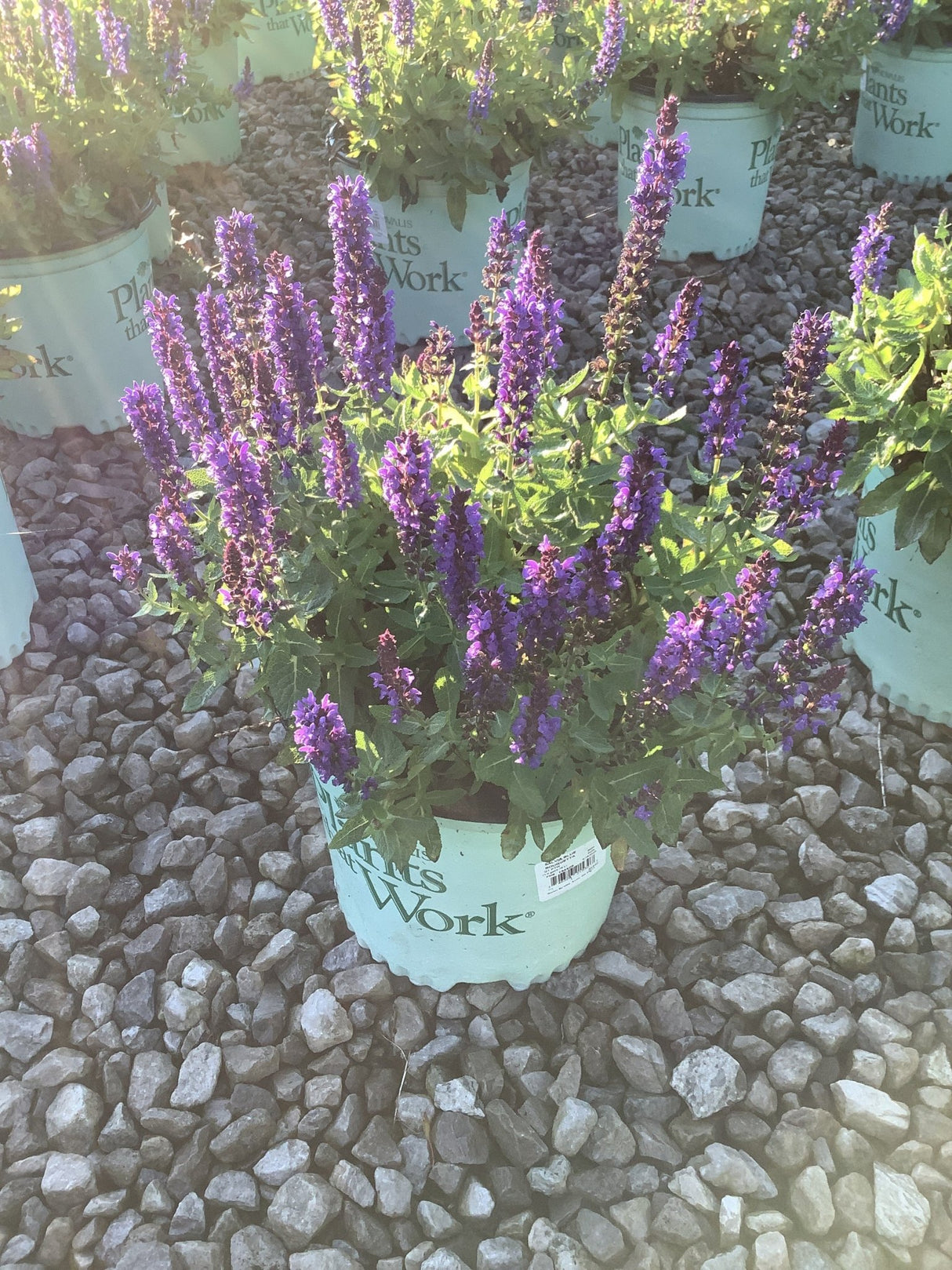 Blue Bouquetta Meadow Sage
