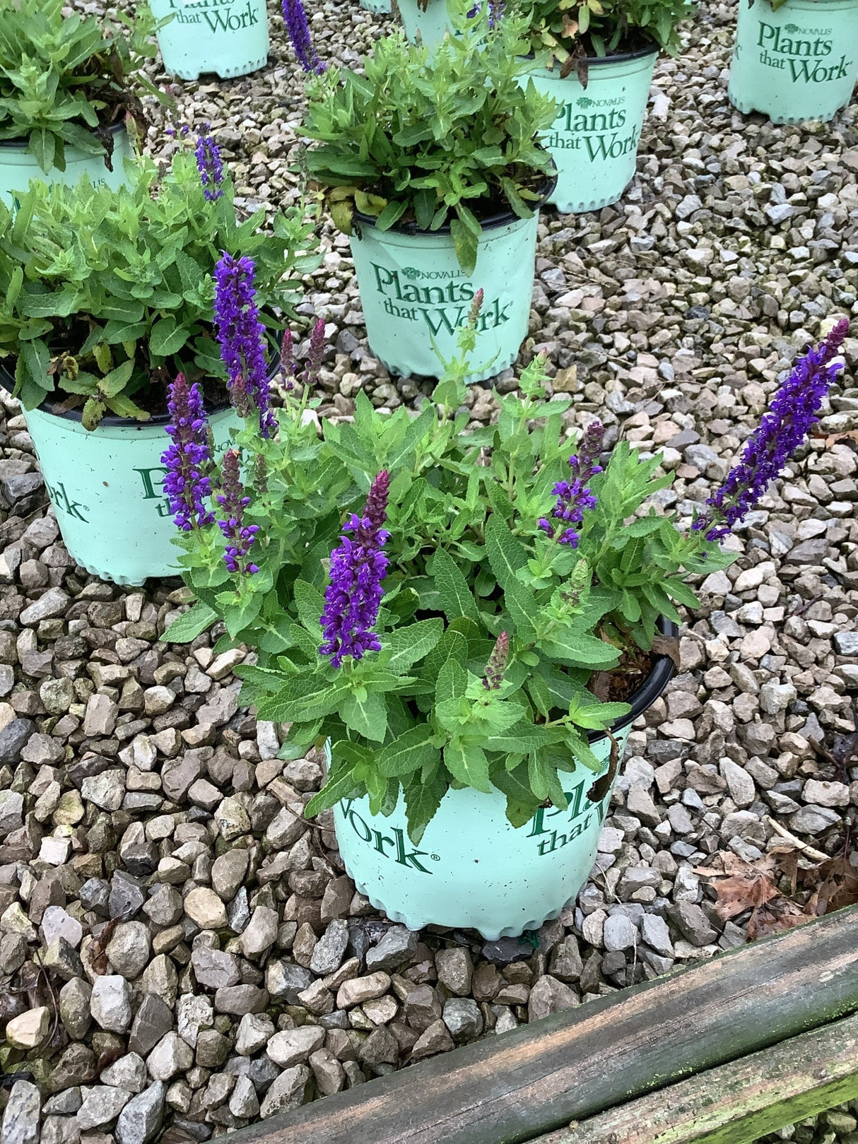 Blue Bouquetta Meadow Sage