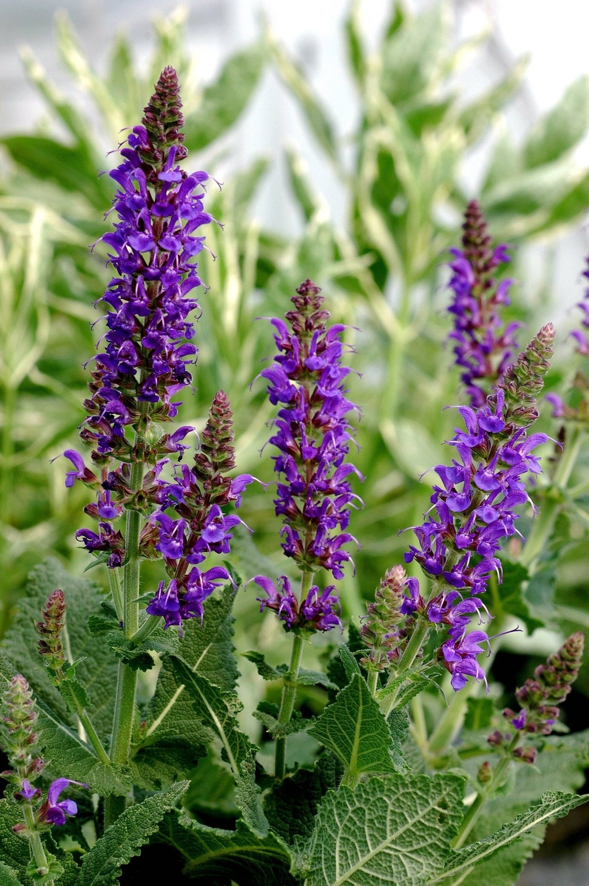 dreamstime_xl_431602