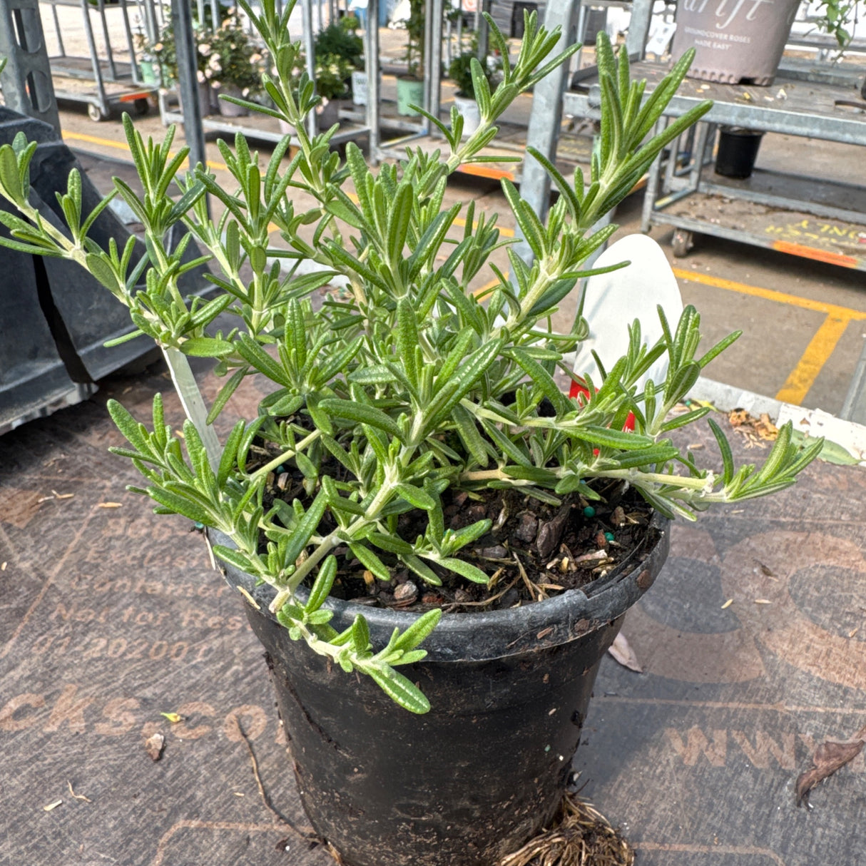 A small Blue Cascade Rosemary plant with green, needle-like foliage grows in a black nursery pot, ready for planting.