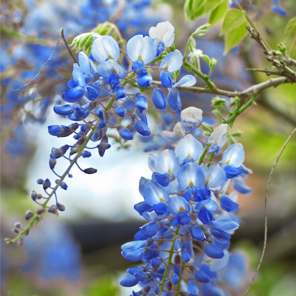 Yellow fall foliage on Blue Chinese Wisteria Tree (Wisteria sinensis).