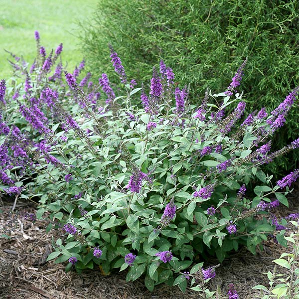 Proven Winners® ColorChoice® Lo & Behold® Blue Chip Jr. Butterfly Bush