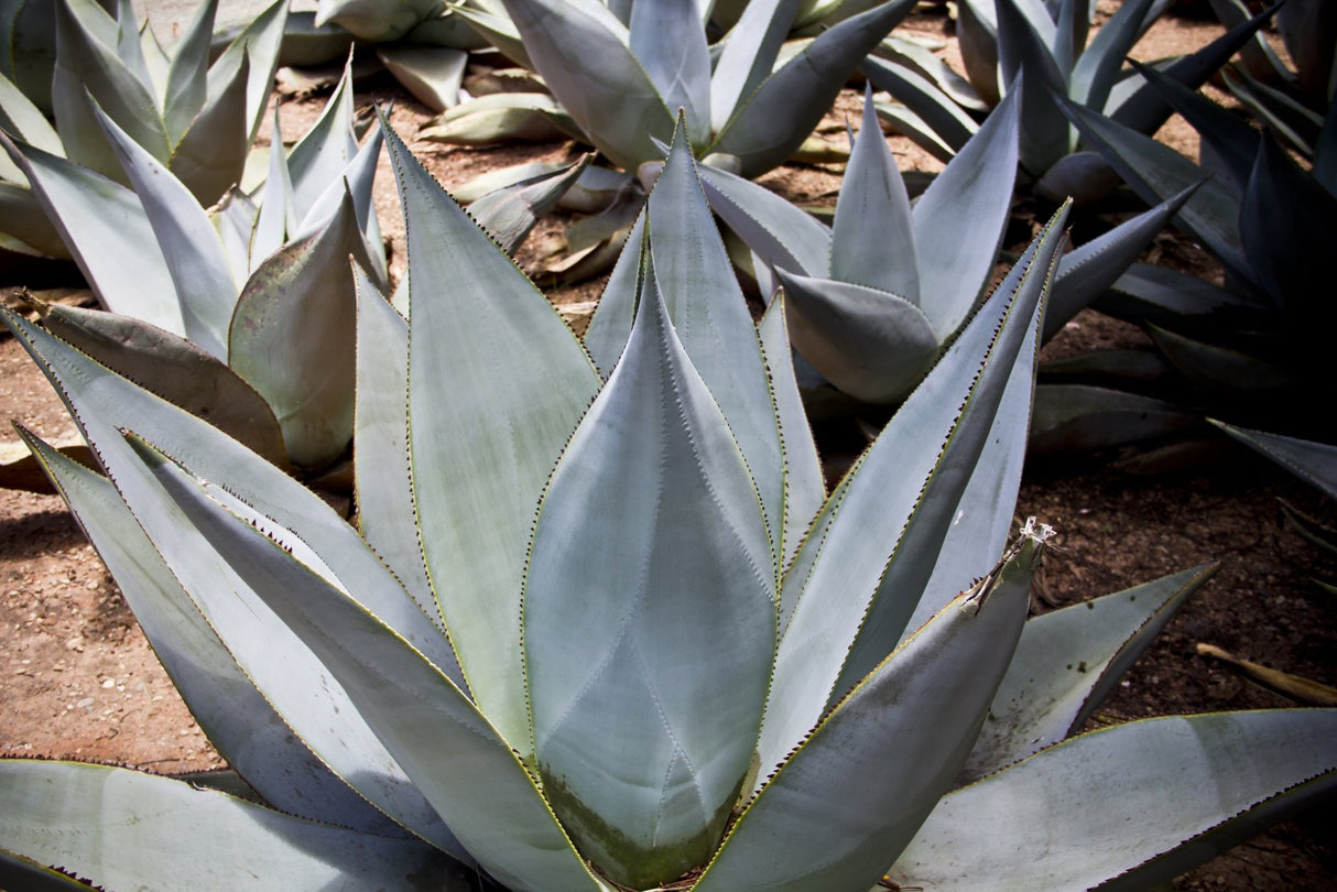 Blue Flame Agave - Succulent - Nature Hills Nursery - 1 Container -