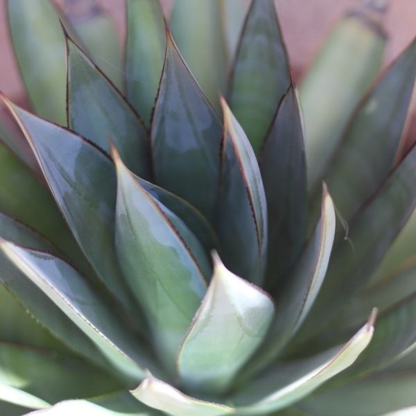Blue Glow Agave - Nature Hills Nursery - #1 Container -